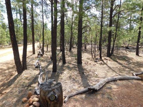 2019 Judy Ranch Rd #-, Overgaard, AZ 85933 photo 5