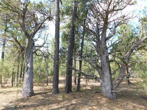 2019 Judy Ranch Rd #-, Overgaard, AZ 85933 photo 14