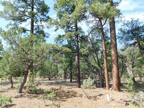 2019 Judy Ranch Rd #-, Overgaard, AZ 85933 photo 4