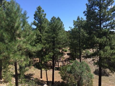 2260 Bogey Pl, Overgaard, AZ 85933 photo 22