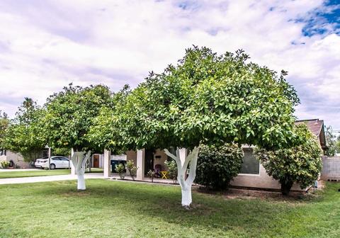 442 N Olive --, Mesa, AZ 85203 photo 2