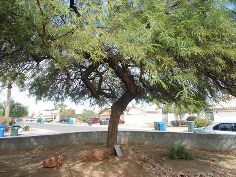 8661 W Granada Rd, Phoenix, AZ 85037 photo 3