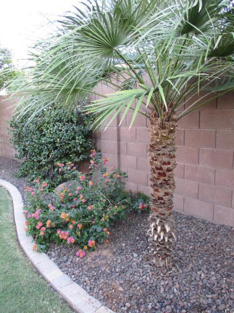 3843 E Comstock Dr, Gilbert, AZ 85296 photo 44