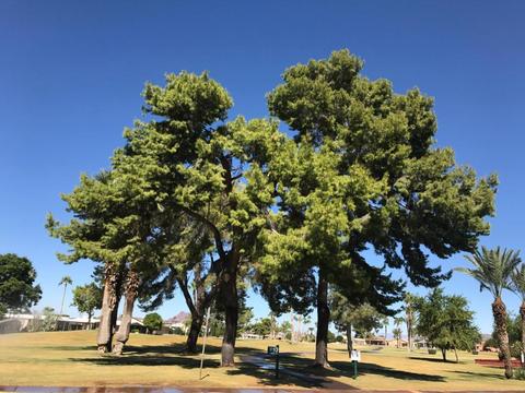 5926 E Player Pl, Mesa, AZ 85215 photo 6
