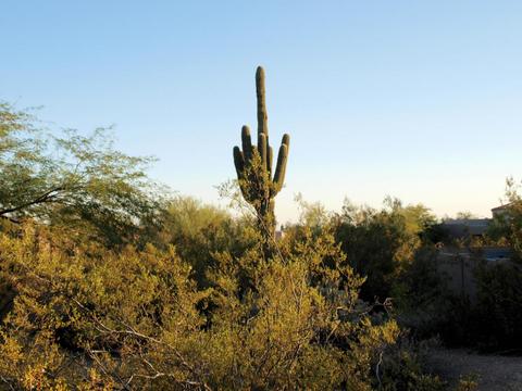 8540 E Mcdowell Rd #130, Mesa, AZ 85207 photo 65