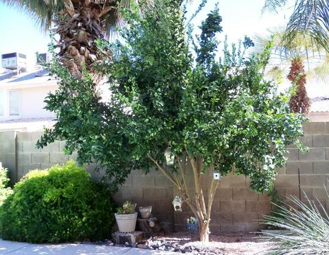 4031 E San Angelo Ave, Gilbert, AZ 85234 photo 43