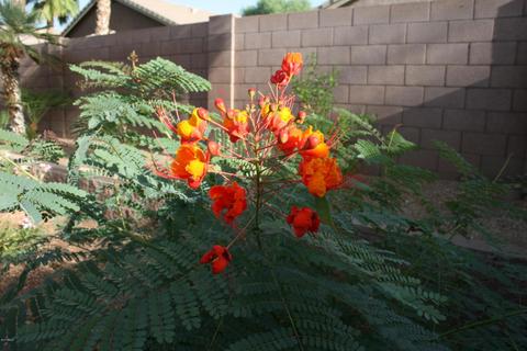 4229 E Rowel Rd, Phoenix, AZ 85050 photo 26