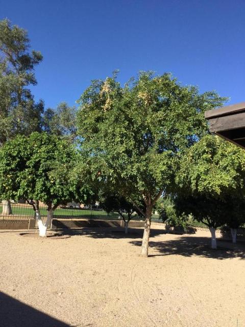 7448 Ed Rice Ave, Mesa, AZ 85208 photo 14