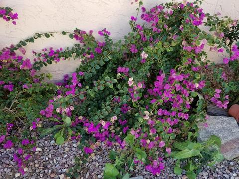 1264 S Date St, Mesa, AZ 85210 photo 3