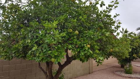 4642 E Walatowa St, Phoenix, AZ 85044 photo 33
