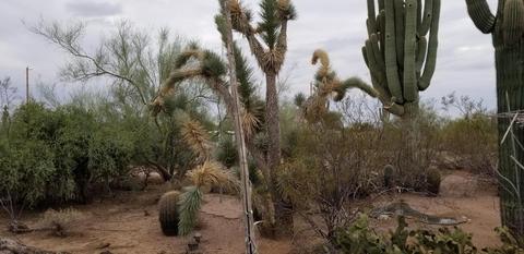 2050 N Idaho Rd, Apache Junction, AZ 85119 photo 8