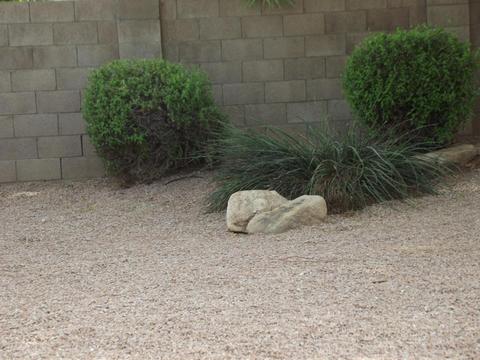 3919 E Taro Ln, Phoenix, AZ 85050 photo 37
