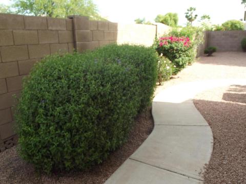 3919 E Taro Ln, Phoenix, AZ 85050 photo 39