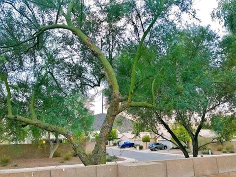 2015 E Daley Ln, Phoenix, AZ 85024 photo 43