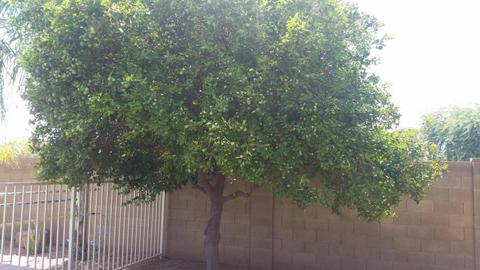 2360 N Robin Ln, Mesa, AZ 85213 photo 30