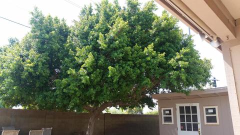 2360 N Robin Ln, Mesa, AZ 85213 photo 29
