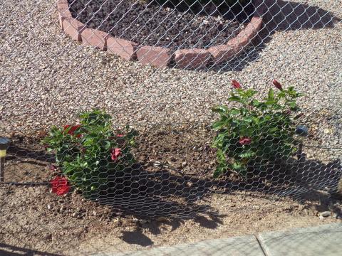 1185 S Main Dr, Apache Junction, AZ 85120 photo 20