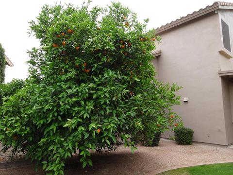 3102 E Brookwood Ct, Phoenix, AZ 85048 photo 59