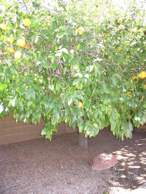 432 E Windsor Dr, Gilbert, AZ 85296 photo 25