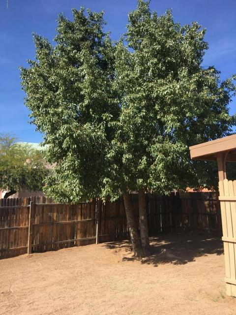 7107 E Azalea Cir, Mesa, AZ 85208 photo 3