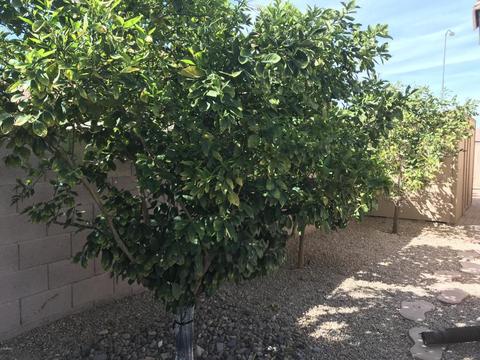 6943 E Minton St, Mesa, AZ 85207 photo 54