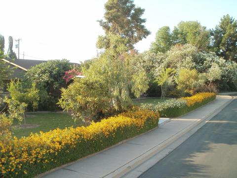 1145 E 3rd St, Mesa, AZ 85203 photo 5