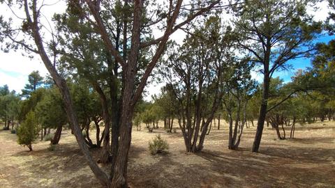 2756 Challenger Dr, Overgaard, AZ 85933 photo 61