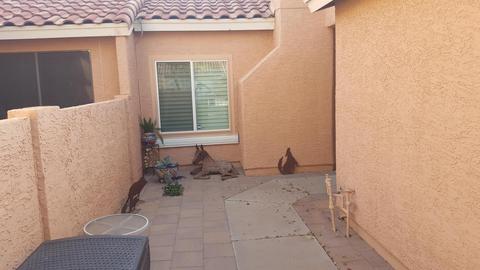 3510 E Hampton Ave #125, Mesa, AZ 85204 photo 34