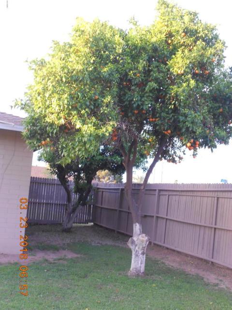 1522 E Jarvis Ave, Mesa, AZ 85204 photo 6