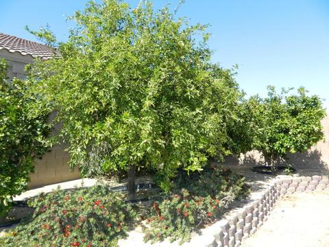 30302 W Whitton Ave, Buckeye, AZ 85396 photo 26