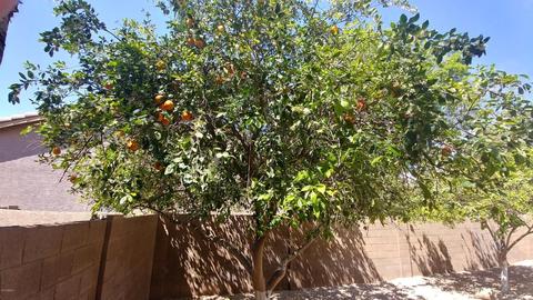506 E Windsor Dr, Gilbert, AZ 85296 photo 27