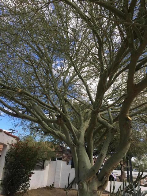 2042 E Oak St, Phoenix, AZ 85006 photo 10
