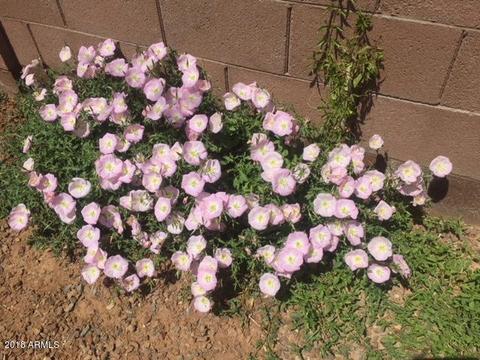 3410 E Orleans Ct, Gilbert, AZ 85298 photo 36