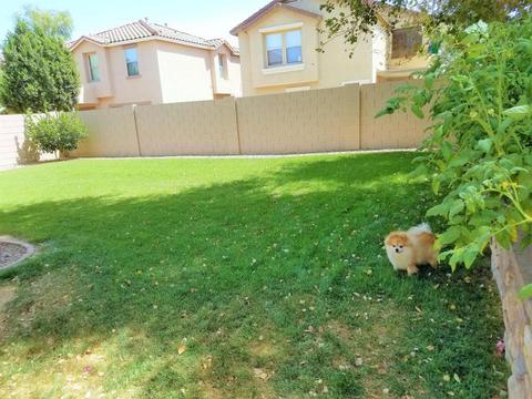 2729 S Southwind Dr, Gilbert, AZ 85295 photo 9