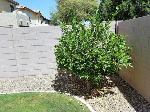 2729 S Southwind Dr, Gilbert, AZ 85295 photo 13