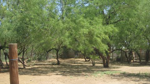 5627 S 27th Pl, Phoenix, AZ 85040 photo 20