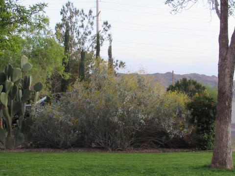7407 S 16th Dr, Phoenix, AZ 85041 photo 47