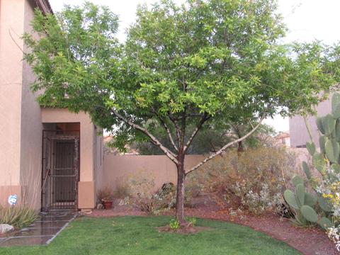 7407 S 16th Dr, Phoenix, AZ 85041 photo 87