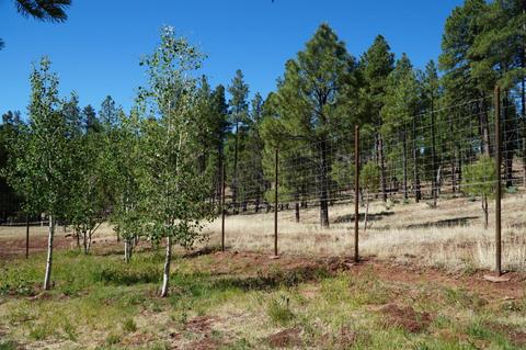 346 S Morris Mdws, Payson, AZ 85541 photo 70