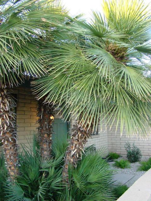 3942 E Yucca St, Phoenix, AZ 85028 photo 26