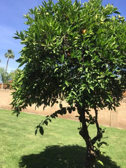 3942 E Yucca St, Phoenix, AZ 85028 photo 17