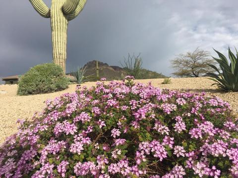 11529 E Minton St, Mesa, AZ 85207 photo 74