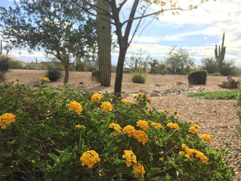 11529 E Minton St, Mesa, AZ 85207 photo 71