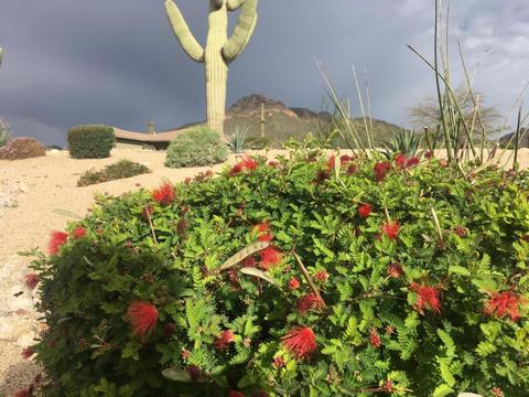 11529 E Minton St, Mesa, AZ 85207 photo 72