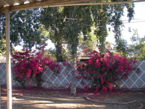 2525 E Hazelwood St, Phoenix, AZ 85016 photo 31