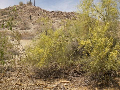 4040 E Western Star Blvd, Phoenix, AZ 85044 photo 27