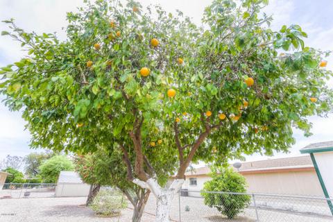 6217 E Adobe Rd, Mesa, AZ 85205 photo 22