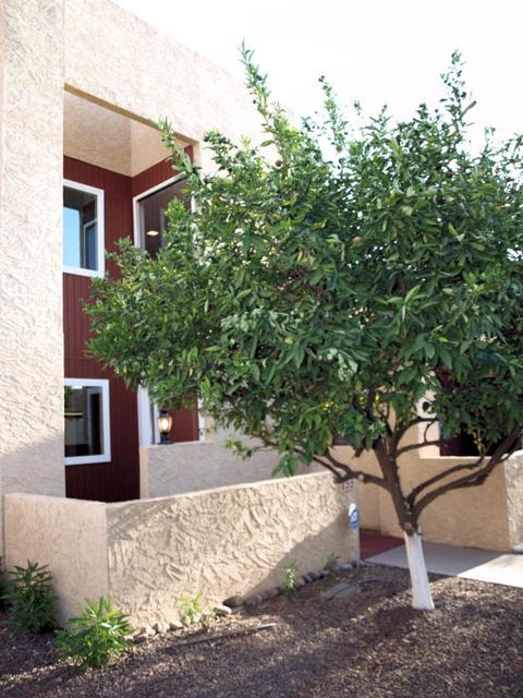 2165 E University Dr #233, Mesa, AZ 85213 photo 4