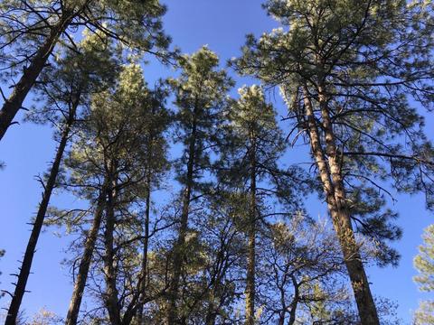 3737 N Mohawk St, Pine, AZ 85544 photo 20