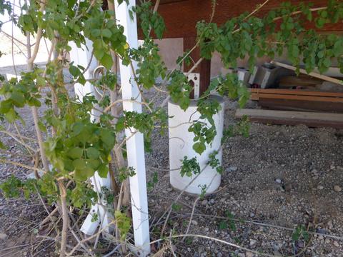 5690 E 34th Ave, Apache Junction, AZ 85119 photo 34